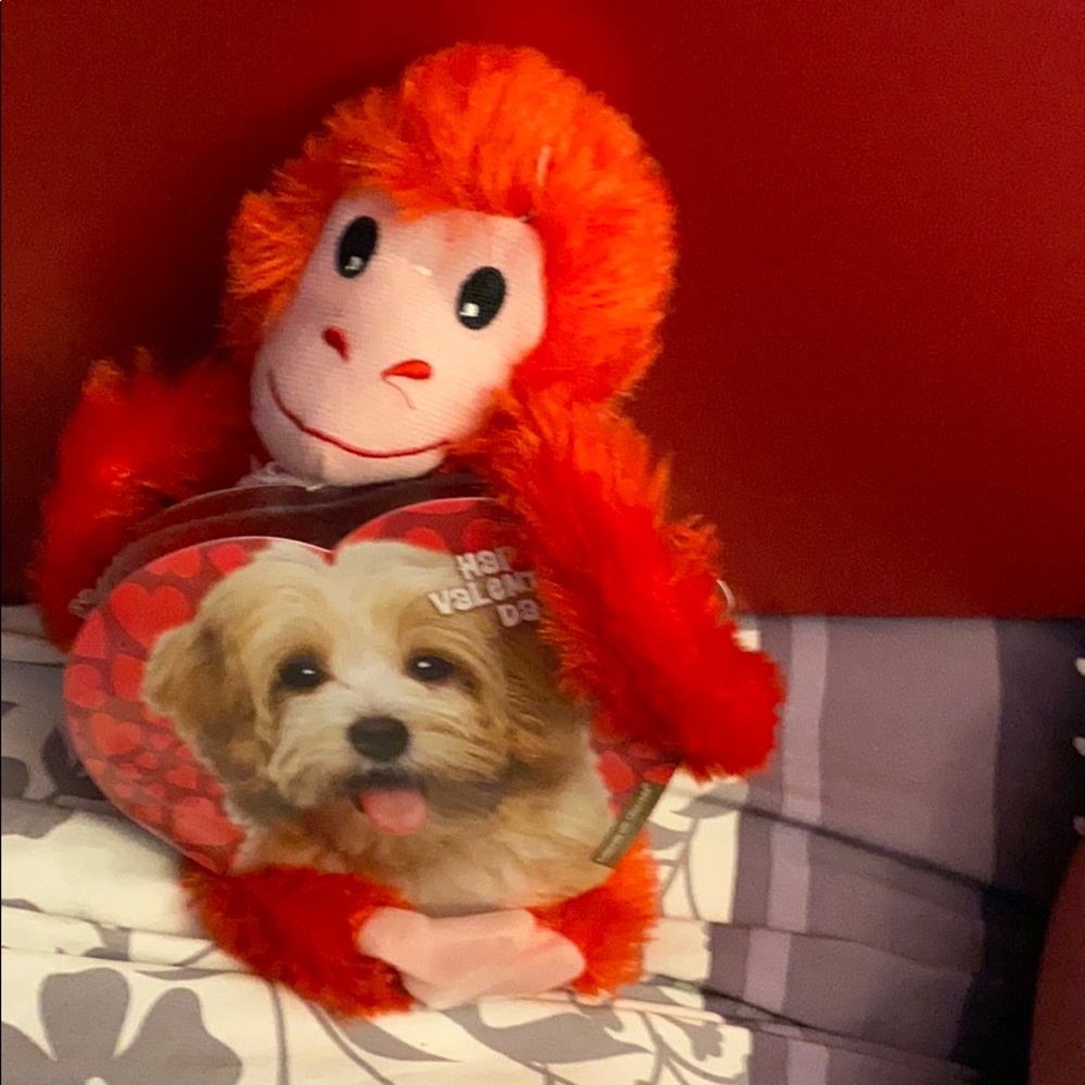 Nace red monkey